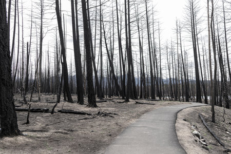 Dramatic scene in the wilderness of the burnt black trees of the mountain forest after devastating...