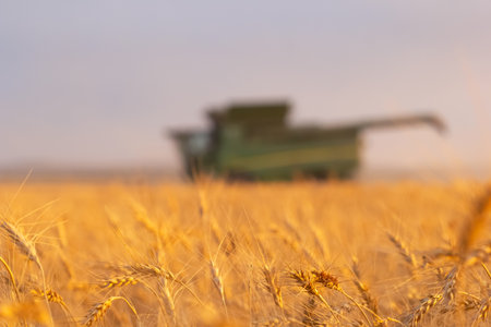 Spirit River, Alberta, Canada - September 12, 2025: Green John Deere combine harvester S780 is harvesting wheat in the yellow field under the blue sky.のeditorial素材