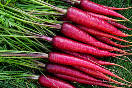 Bunch of bright red organic carrots (Rainbow variety) with green leaves are on the grass lawn in the...