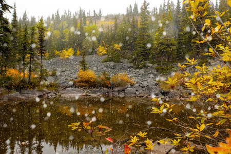 First snow at the mountain little lake with rocky bottom and clear water surrounded with evergreen firs and yellow bushes in autumn. The recreation site, Tumbler Ridge, BC, Canadaの写真素材
