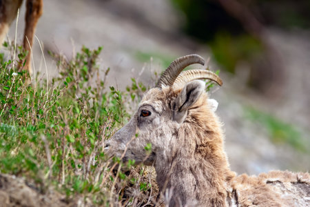 Portrait of a young male Bighorn sheep with little horns grazing on grass and leaves in the mountains in spring.の写真素材