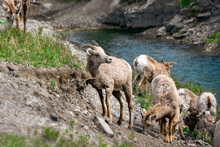 Female herd of Bighorn sheep - mothers with youngs are grazing on grass and leaves in the mountains...