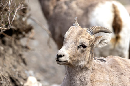 Portrait of a young male Bighorn sheep with little horns with a female herd in the mountains in spring.の写真素材