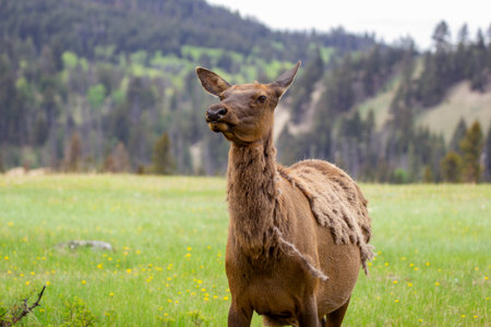 Portrait of female brown Wapiti elk grazing on green grass in spring in woodland meadow.