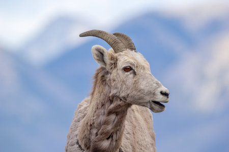 Portrait of a young male Bighorn sheep with little horns on the background of blue snowy mountains.