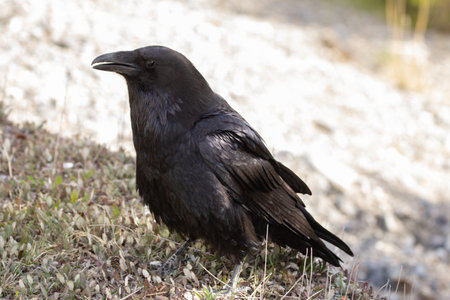 Juvenile raven with black feathers and blue hue is foraging on the ground in grass, looking for...