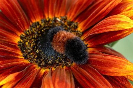 Cute fuzzy Woolly bear caterpillar, larvae of Pyrrharctia isabella, (the Isabella tiger moth) is on...