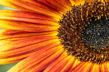 Bright beautiful sunflower with red petals and yellow tips. Close-up of the flower in the fall garden.の写真素材