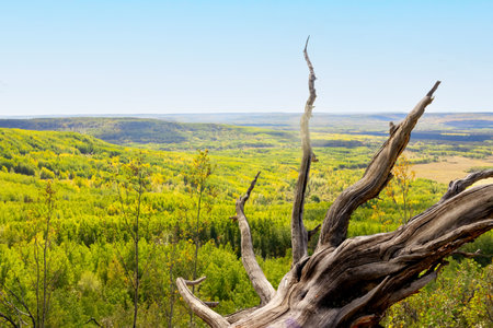 Rural summer landscape, view from the top of the hill through the root of the fallen tree to the vast forested area under the blue sky.の写真素材