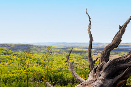 Rural summer landscape, view from the top of the hill through the root of the fallen tree to the vast forested area under the blue sky. Dawson Creek, BC, Canada.の写真素材