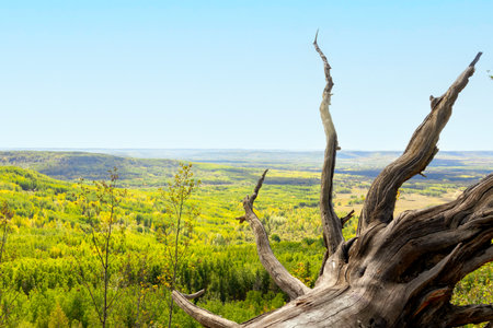 Rural summer landscape, view from the top of the hill through the root of the fallen tree to the vast forested area under the blue sky.の写真素材