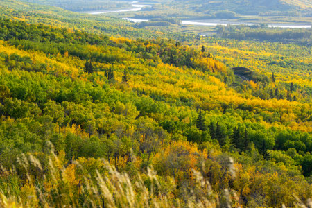 View from the hill to the river down in the valley surrounded with forests with yellow and green autumn foliage. Sagitawa lookout, Peace River, Alberta, Canada.の写真素材