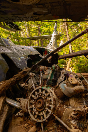 Crash site of the military Canso bomber plane in the dense rainforest in summer, green foliage and sunny day. Tofino, Vancouver island, BC, Canada.の写真素材