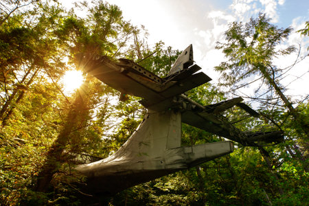 Crash site of the military Canso bomber plane in the dense rainforest in summer, green foliage and...