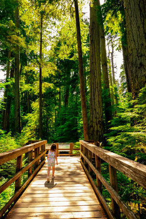 Little Caucasian toddler girl is walking on a wooden fenced boardwalk trail through the rainforest in summer, surrounded with ancient tall firs. Cathedral Grove park, Vancouver Island, BC, Canada.の写真素材