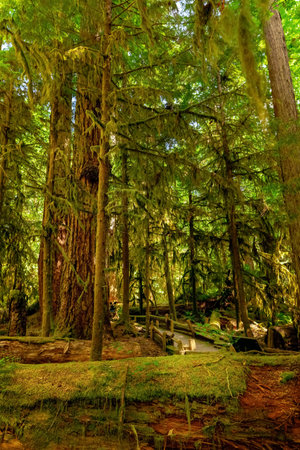 Wooden fenced boardwalk through the ancient dense green rainforest in summer, among tall fires and ferns. Cathedral Grove park, Vancouver Island, BC, Canada.の写真素材