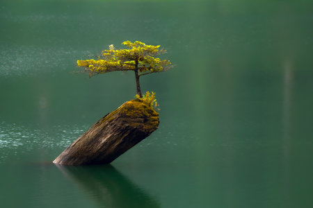 Beautiful view to the tree growing from the old stump in the middle of the lake with green emerald waters in summer. Fairy lake, Vancouver Island, BC, Canada.の写真素材