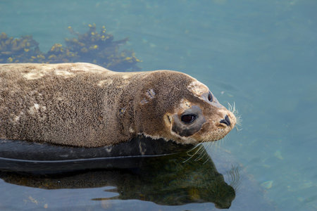 Portrait of a fluffy brown Harbour seal resting on the rock at the shore of Pacific North-west in summer.