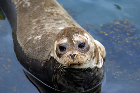 Portrait of a cute fluffy brown Harbour seal resting on the rock at the shore of Pacific North-west...