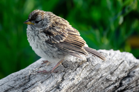 Little cute fluffy juvenile Chipping sparrow is perched on a dead log in the summer park.の写真素材