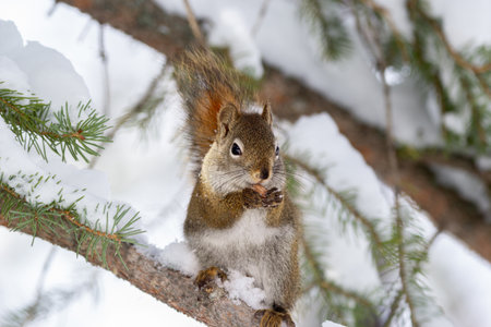Cute fluffy American red squirrel is sitting on the spruce tree brunch in cold snowy winter day and...