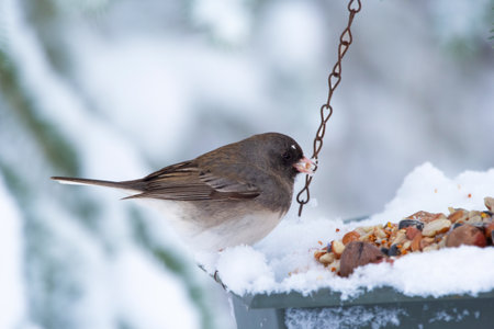 Cute little bird Dark-eyed junco is perched on the feeder with seeds and nuts under the snowy white branch of the spruce tree in the winter woodland.の写真素材