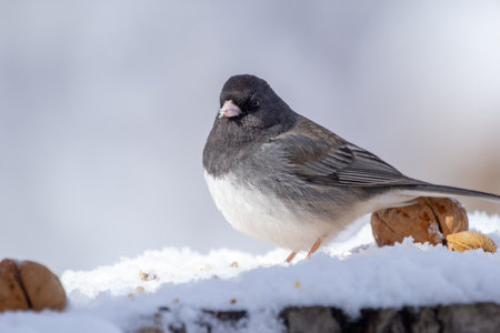 Cute bird Dark-eyed junco is feeding on the snowy stump with nuts and seeds in cold winter forest.の写真素材