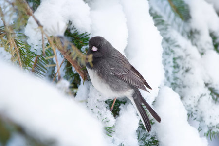 Cute little bird Dark-eyed junco is perched on the snowy white branch of the spruce tree in the winter woodland.