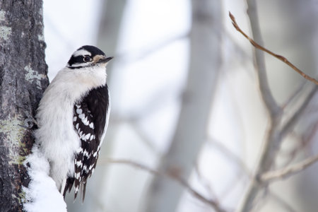 Cute little male Downy woodpecker in black and white plumage is perched on the poplar tree trunk in...