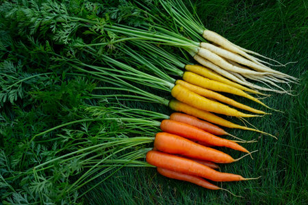 Bunch of colorful yellow and orange carrots (Rainbow mix variety) and white (Luna white variety)...