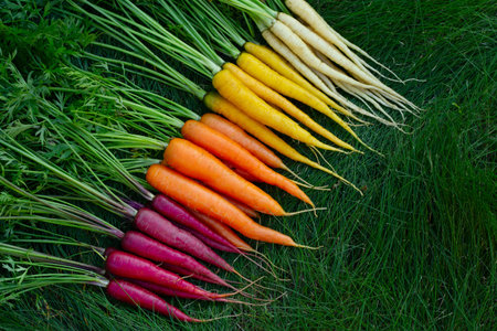 Bunch of colorful yellow, red and orange carrots (Rainbow mix variety) and white (Luna white variety) with green foliage are on the garden lawn. Fresh fall crop.の写真素材