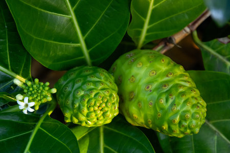 Morinda citrifolia (Noni, beach mulberry) is a tree with green and white fruit and white flowers on...
