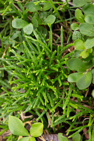 Clubmoss species of Diphasiastrum complanatum (groundcedar, creeping jenny, or northern...