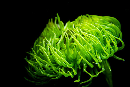 Beautiful sea creature Anthopleura xanthogrammica, or the giant green anemone in the dark water. Living organism in the water of the aquarium tank.