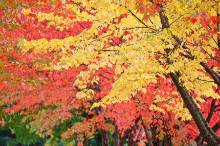 multiple colored maple leaves in the fall season