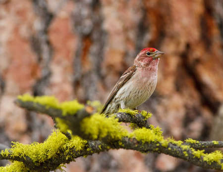 Male Cassin s finch resting on pine tree branch covered with mossの写真素材