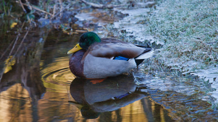 Male mallard duck resting on icy water's edge of a pondの写真素材