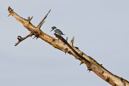 Belted Kingfisher resting on angled dead tree snag with various length branchesの写真素材