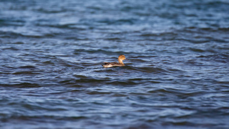 A single duck among waves and ripples of saltwaterの写真素材