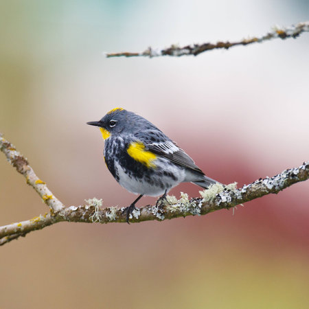 Male Yellow-rumped Warbler perched on a branch の写真素材