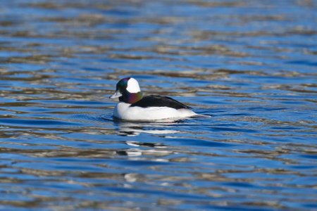 A single male Bufflehead duck swimming on a sunny day の写真素材