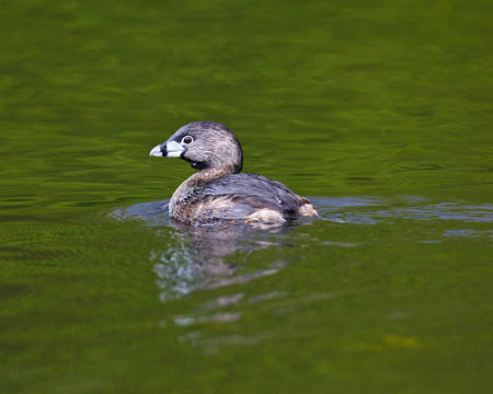 A Pied-billed Grebe, with head turned, swimming in green colored water の写真素材