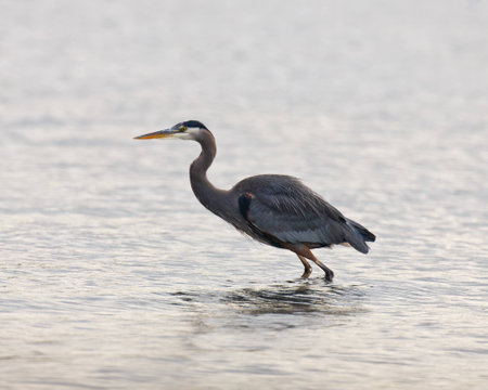 A Great Blue Heron wading in calm water while pointing to the left の写真素材