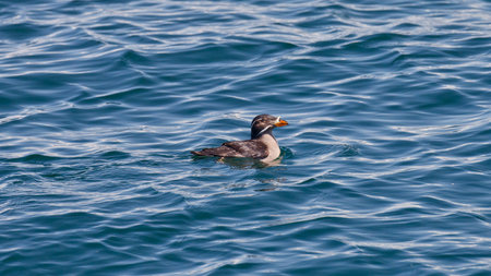 A single Rhinoceros Auklet swimming in the saltwater with ripples の写真素材