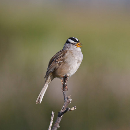 A White-crowned Sparrow perched on a small branch with open beak の写真素材