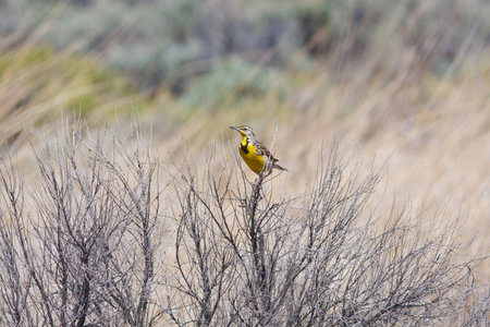 A single Male Meadowlark perched in a dry bush with a watchful eye の写真素材