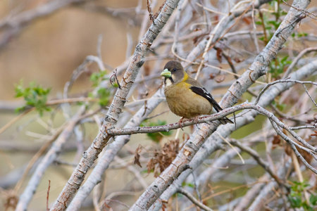 Evening Grosbeak perched on a tree branchの写真素材