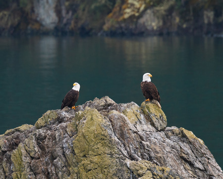 Two mature bald eagles resting on a large rock with heads in opposite directions 