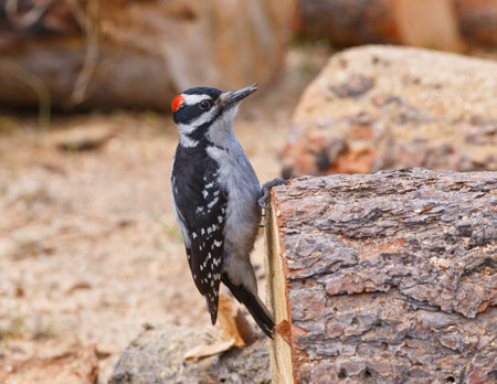 Hairy Woodpecker gripping on a freshly cut round of firewood with watchful eyeの写真素材
