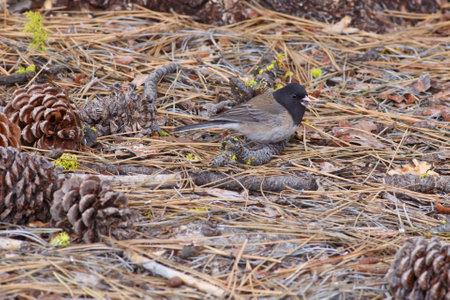 Dark-eyed Junco on pine forest floor with seed in beakの写真素材